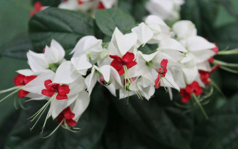 GARDEN CENTER NORTH FORT MYERS