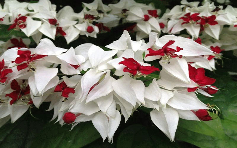 GARDEN CENTER NORTH FORT MYERS