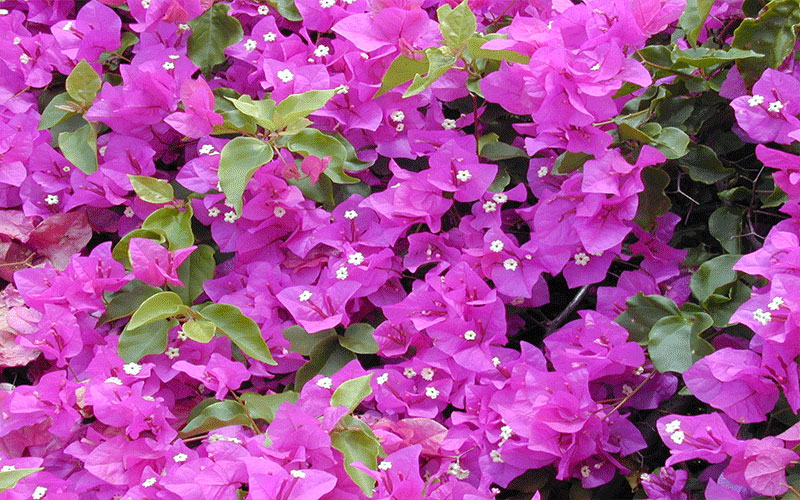 GARDEN CENTER NORTH FORT MYERS