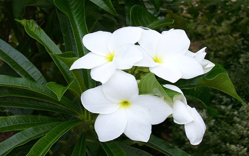 GARDEN CENTER NORTH FORT MYERS