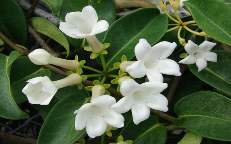 GARDEN CENTER NORTH FORT MYERS