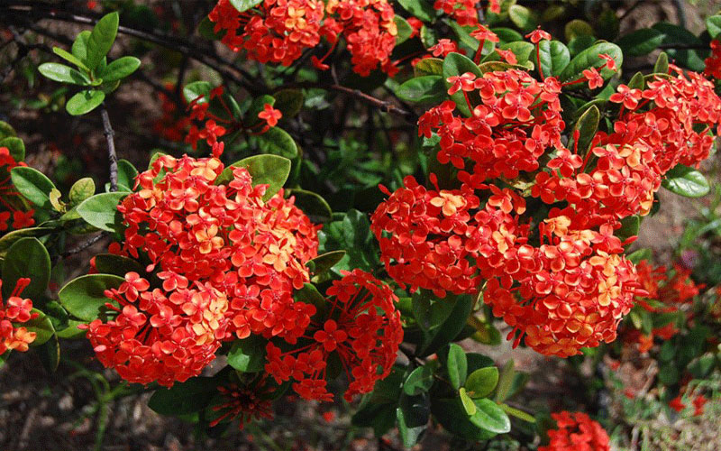 GARDEN CENTER NORTH FORT MYERS