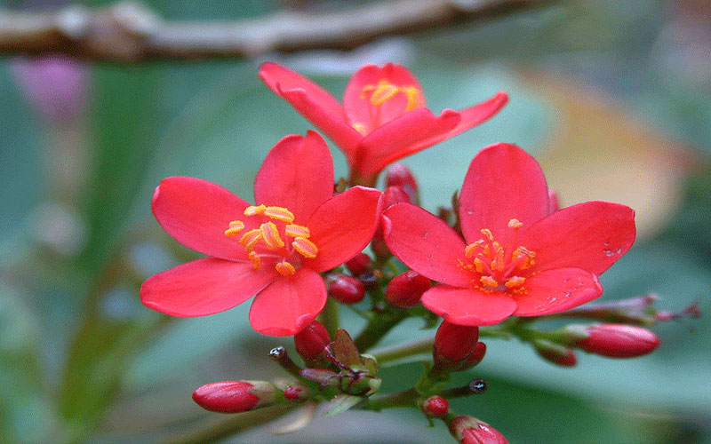 GARDEN CENTER NORTH FORT MYERS