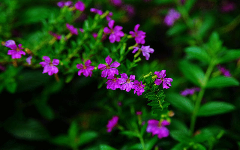 GARDEN CENTER NORTH FORT MYERS