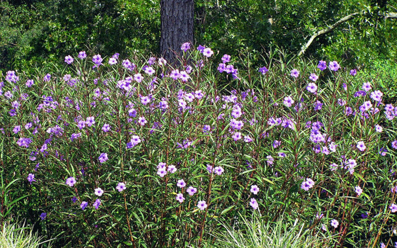 GARDEN CENTER NORTH FORT MYERS