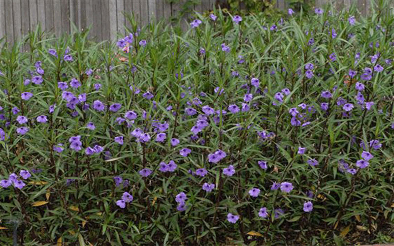 GARDEN CENTER NORTH FORT MYERS