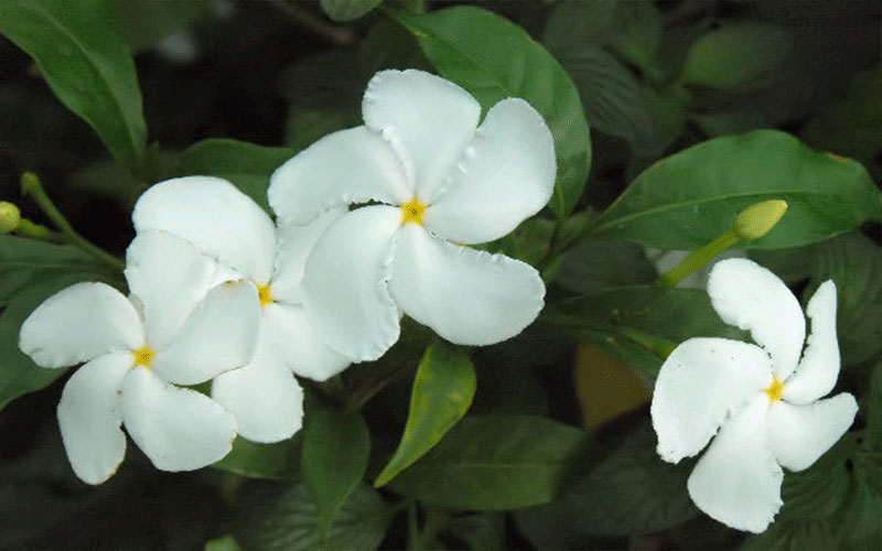 GARDEN CENTER NORTH FORT MYERS