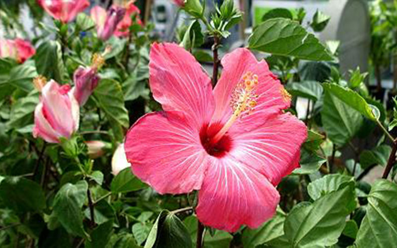 GARDEN CENTER NORTH FORT MYERS