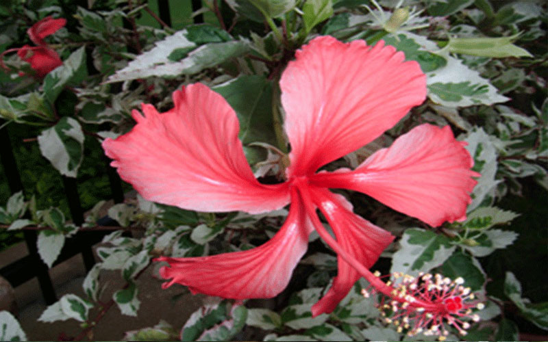 GARDEN CENTER NORTH FORT MYERS