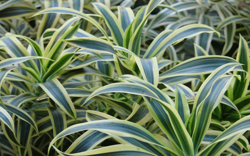 GARDEN CENTER NORTH FORT MYERS