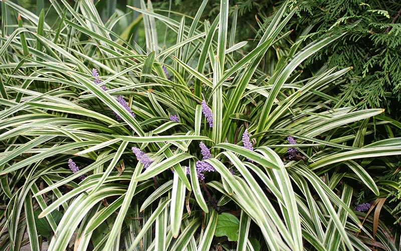 GARDEN CENTER NORTH FORT MYERS