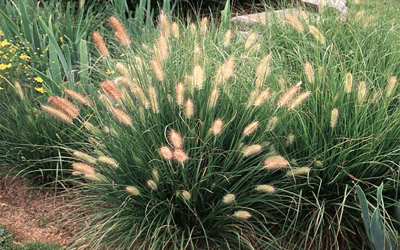 GARDEN CENTER NORTH FORT MYERS