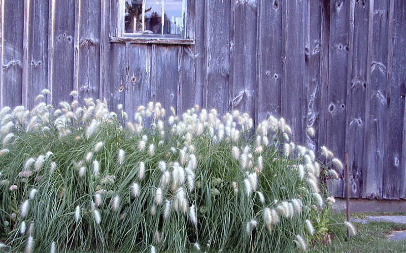GARDEN CENTER NORTH FORT MYERS