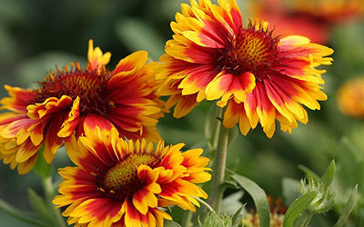 GARDEN CENTER NORTH FORT MYERS