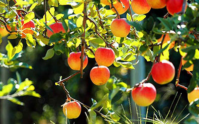 GARDEN CENTER NORTH FORT MYERS