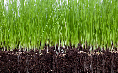 GARDEN CENTER NORTH FORT MYERS