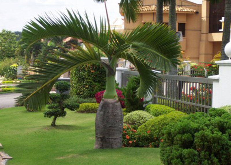 GARDEN CENTER NORTH FORT MYERS