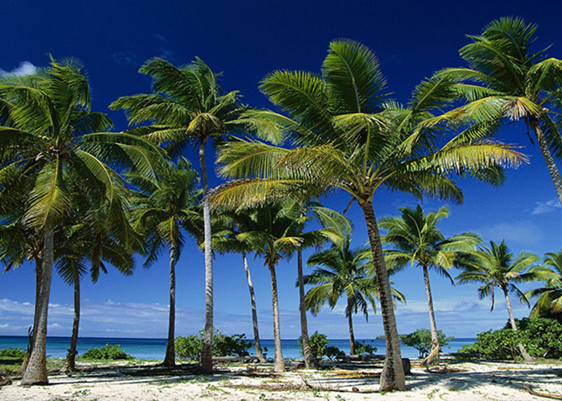 GARDEN CENTER NORTH FORT MYERS
