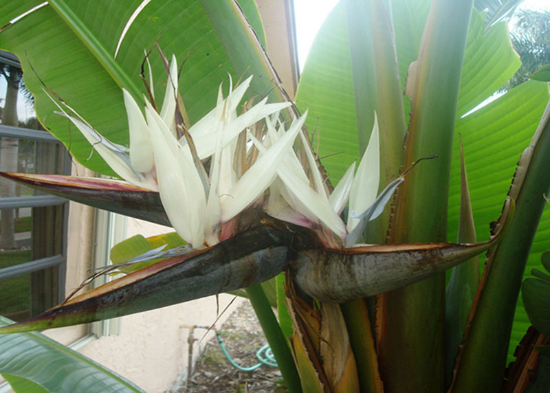 GARDEN CENTER NORTH FORT MYERS