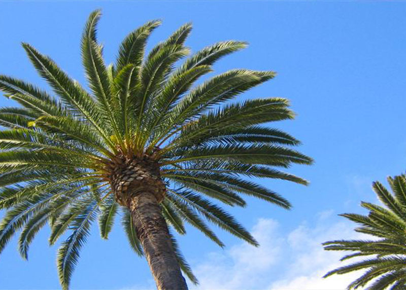 GARDEN CENTER NORTH FORT MYERS