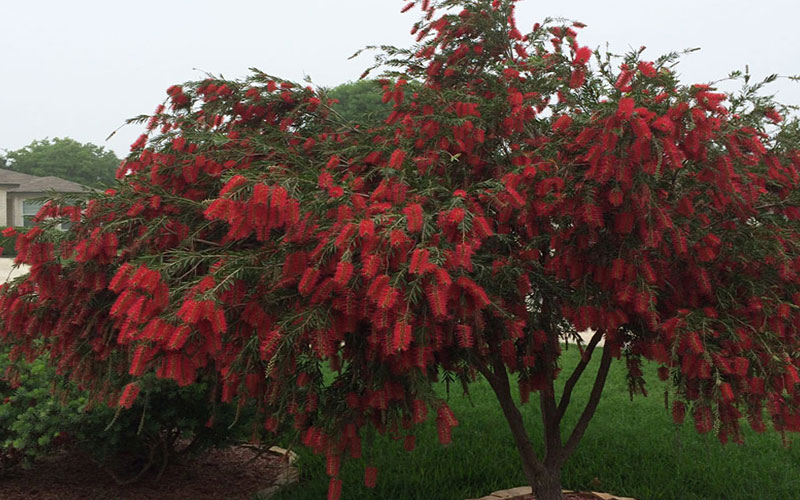 GARDEN CENTER NORTH FORT MYERS