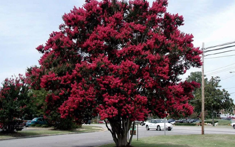 GARDEN CENTER NORTH FORT MYERS