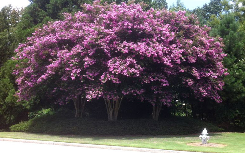 GARDEN CENTER NORTH FORT MYERS