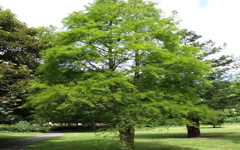 GARDEN CENTER NORTH FORT MYERS