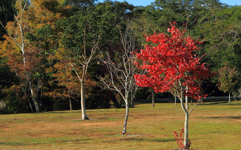 GARDEN CENTER NORTH FORT MYERS