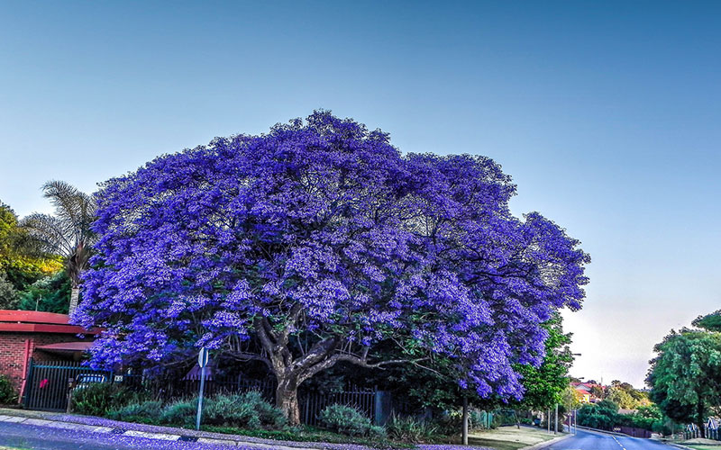 GARDEN CENTER NORTH FORT MYERS