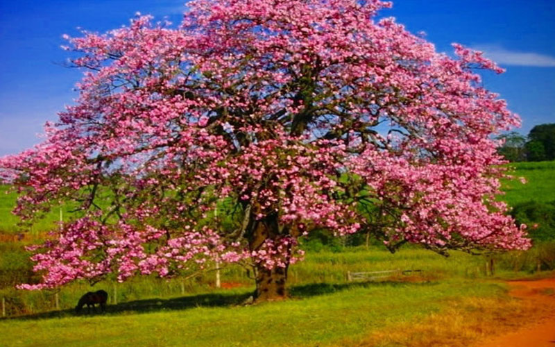 GARDEN CENTER NORTH FORT MYERS