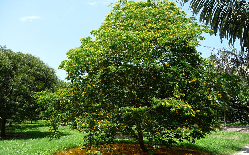 GARDEN CENTER NORTH FORT MYERS