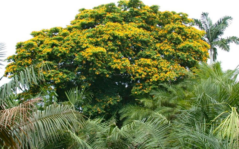 GARDEN CENTER NORTH FORT MYERS