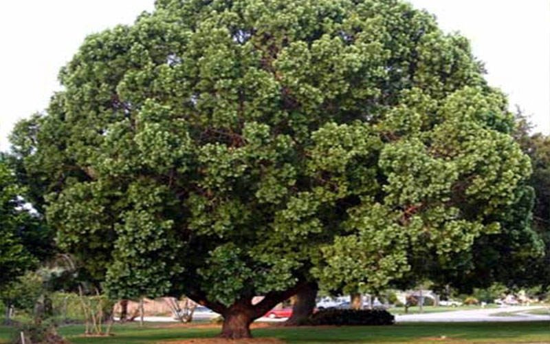 GARDEN CENTER NORTH FORT MYERS