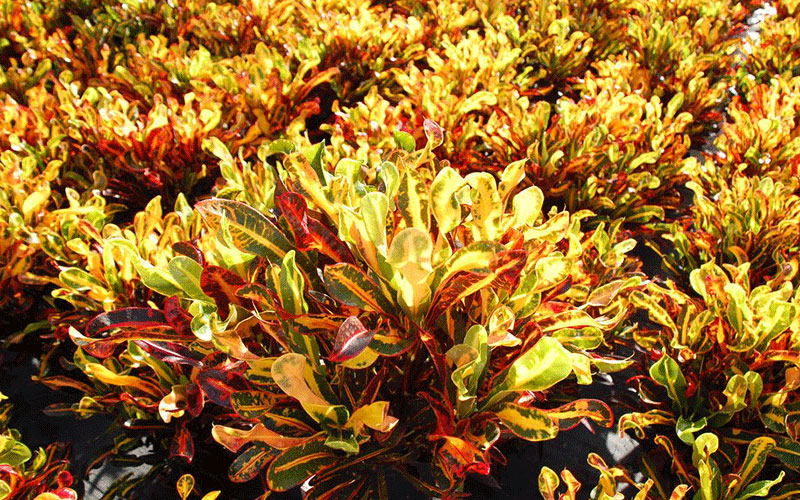 GARDEN CENTER NORTH FORT MYERS