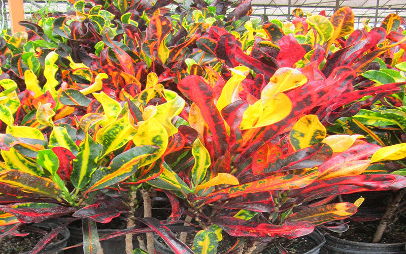 GARDEN CENTER NORTH FORT MYERS