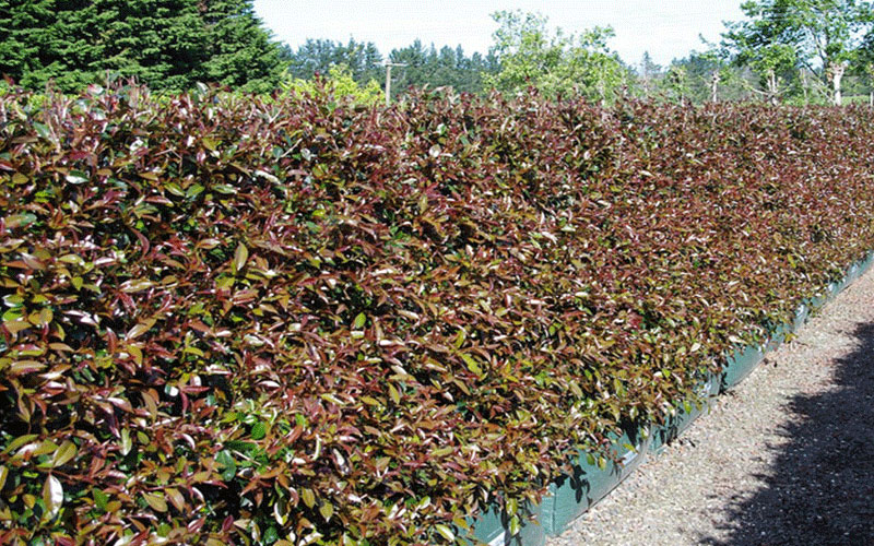 GARDEN CENTER NORTH FORT MYERS
