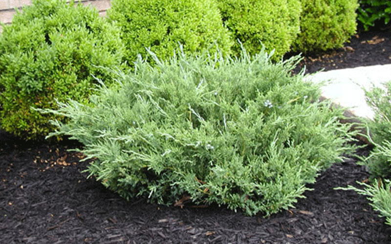 GARDEN CENTER NORTH FORT MYERS