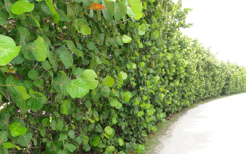 GARDEN CENTER NORTH FORT MYERS