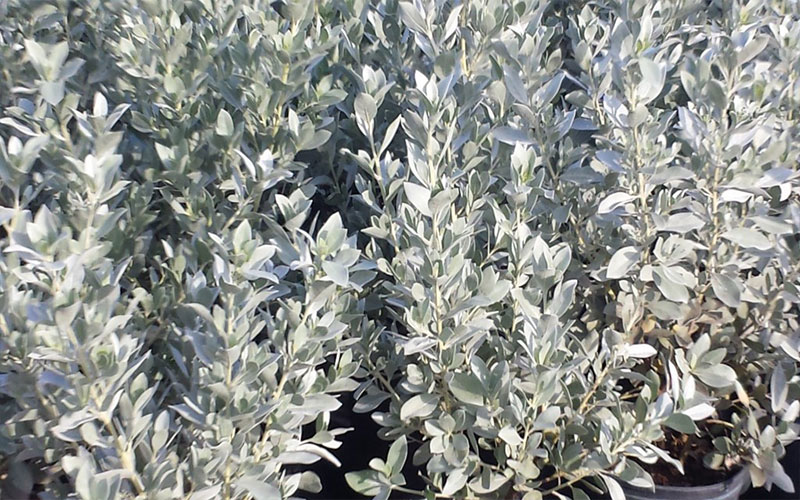 GARDEN CENTER NORTH FORT MYERS