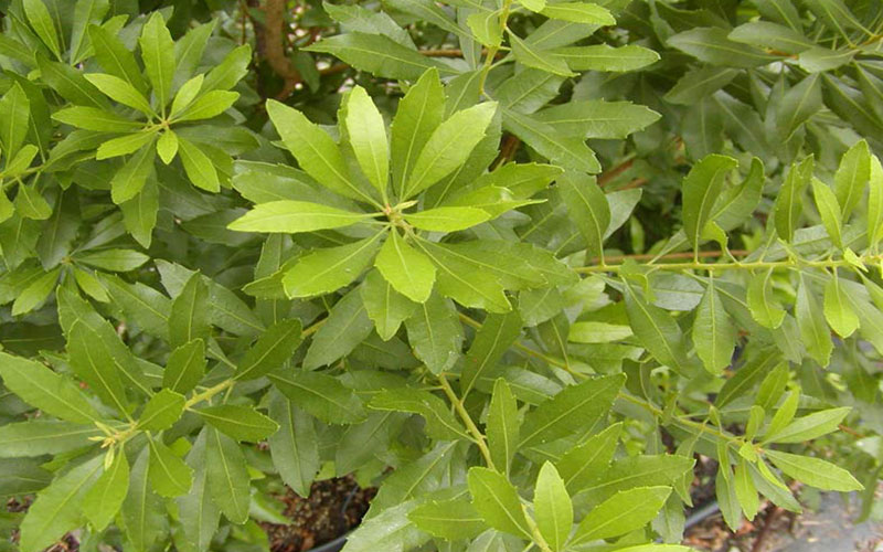GARDEN CENTER NORTH FORT MYERS