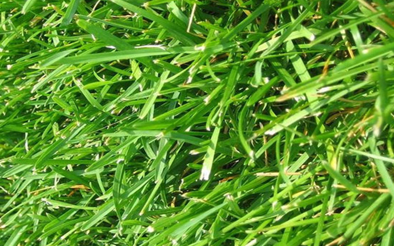 GARDEN CENTER NORTH FORT MYERS