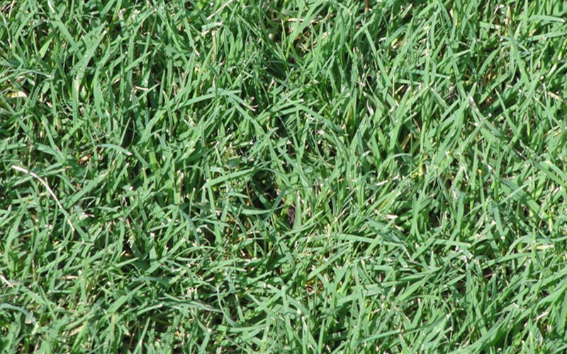 GARDEN CENTER NORTH FORT MYERS