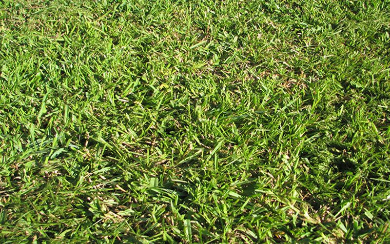 GARDEN CENTER NORTH FORT MYERS