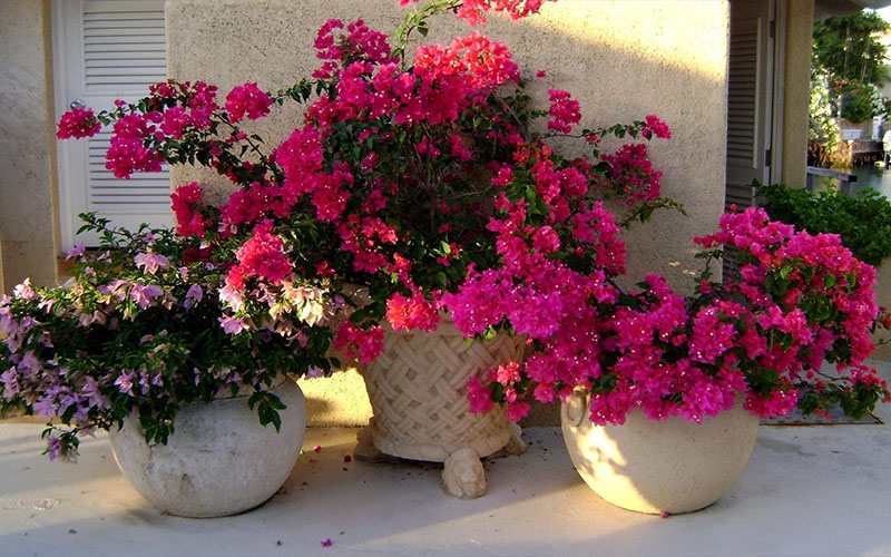 GARDEN CENTER NORTH FORT MYERS