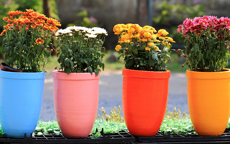 GARDEN CENTER NORTH FORT MYERS