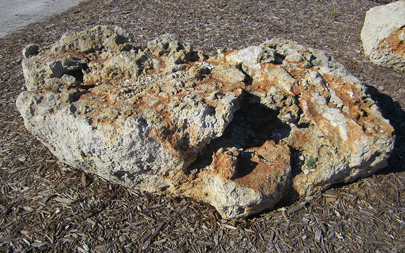 GARDEN CENTER NORTH FORT MYERS